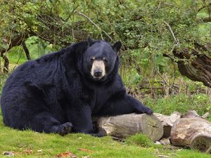 Превью обои медведь, черный медведь, лес