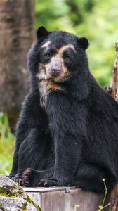 Превью обои медведь, деревья, животное, милый, взгляд
