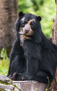 Превью обои медведь, деревья, животное, милый, взгляд