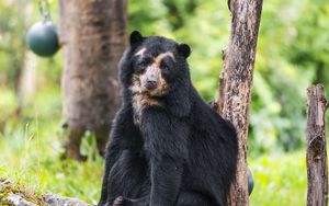 Превью обои медведь, деревья, животное, милый, взгляд