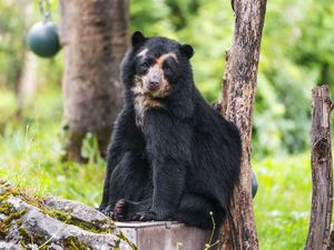 Превью обои медведь, деревья, животное, милый, взгляд