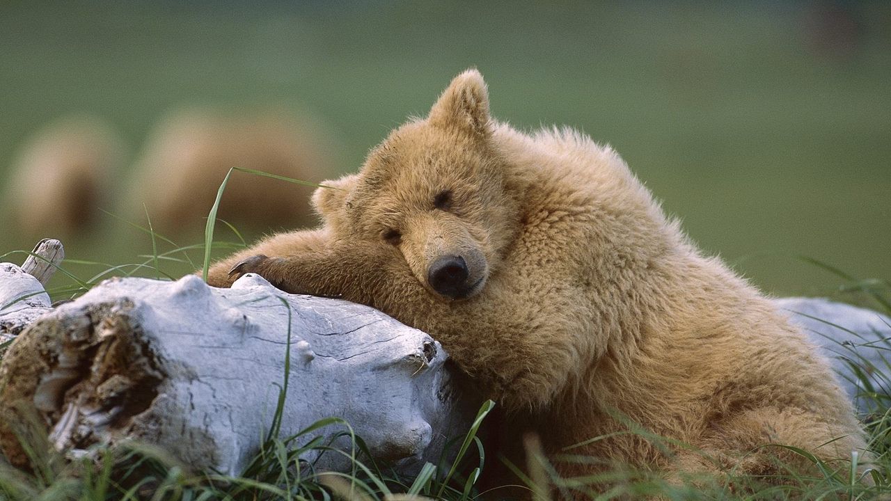 Обои медведь, детеныш, бревно, лежать
