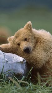Превью обои медведь, детеныш, бревно, лежать
