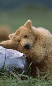 Превью обои медведь, детеныш, бревно, лежать