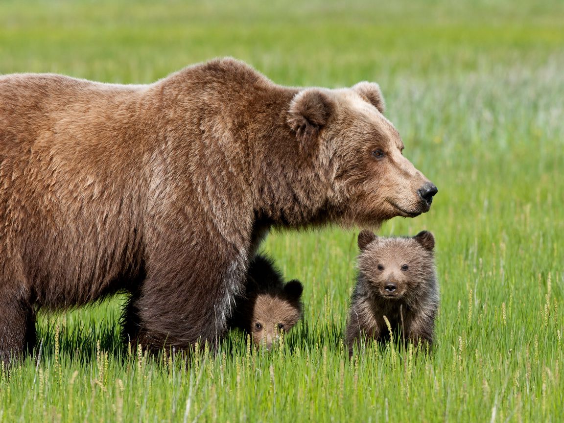 Бурый медведь. Бурый медведь с медвежатами. Бурый медведь Брянской области. Бурый медведь в Подмосковье.