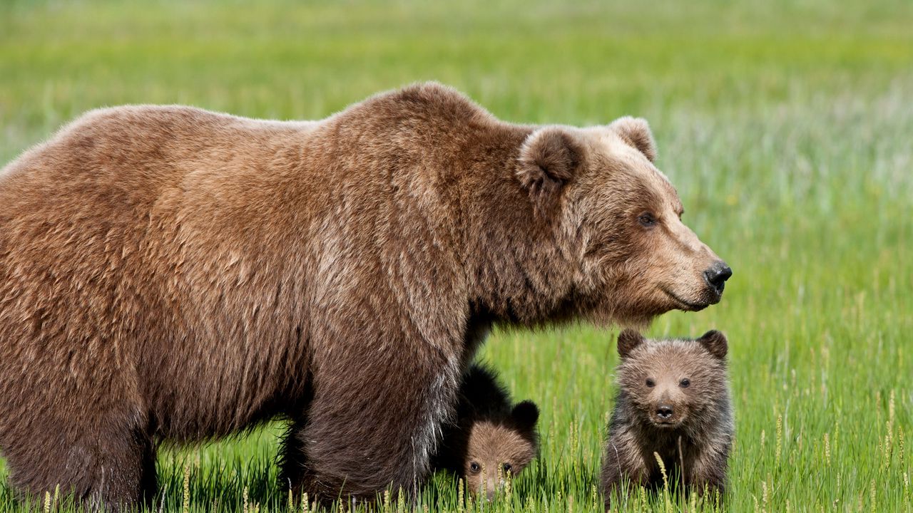 Обои медведь, детеныш, трава, прогулка