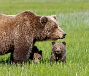 Превью обои медведь, детеныш, трава, прогулка