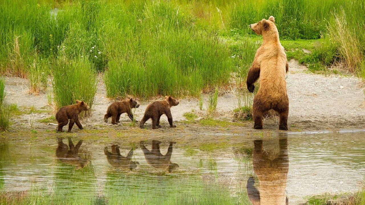 Обои медведь, детеныши, прогулка, семья