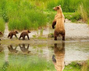 Превью обои медведь, детеныши, прогулка, семья