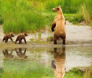 Превью обои медведь, детеныши, прогулка, семья