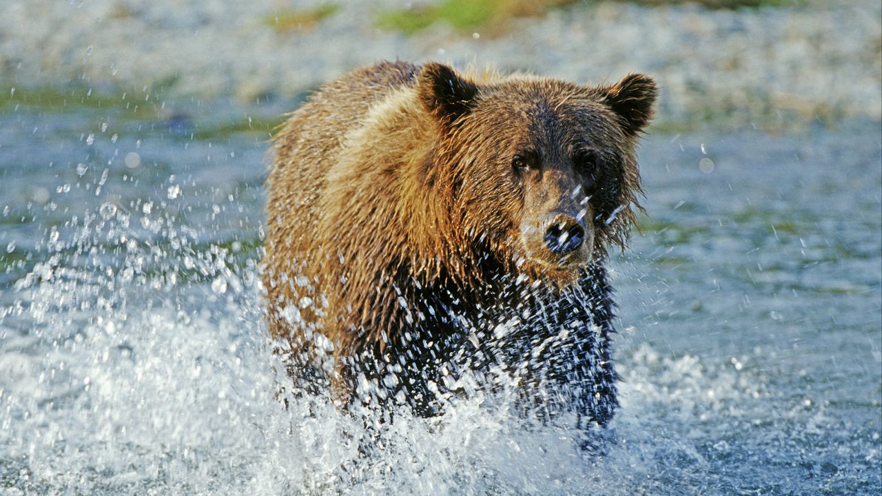 Обои медведь, гризли, вода, брызги, река