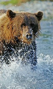 Превью обои медведь, гризли, вода, брызги, река