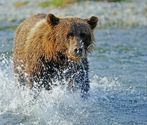 Превью обои медведь, гризли, вода, брызги, река