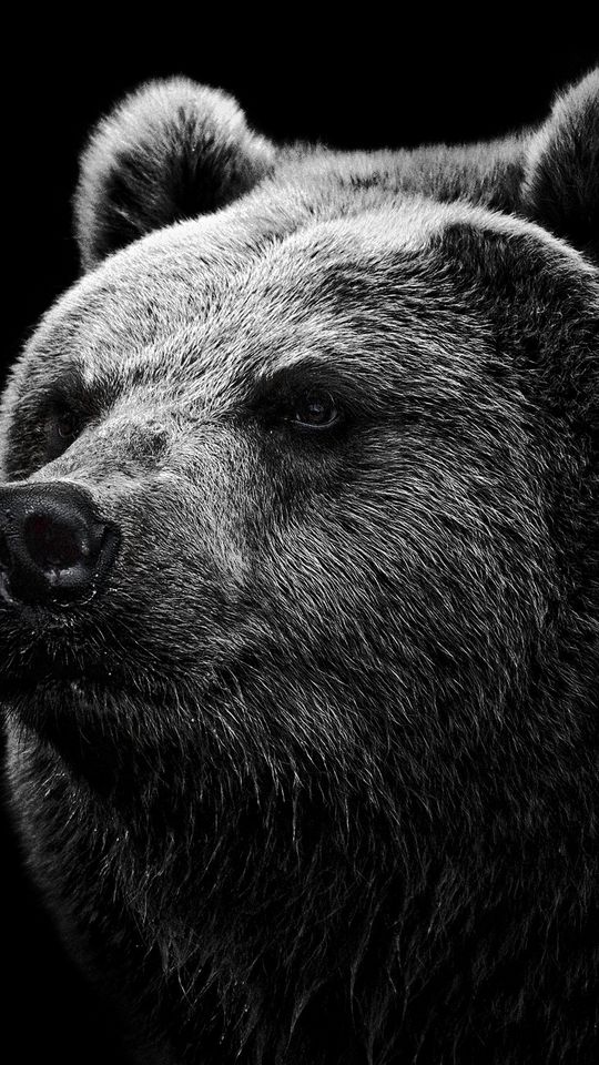 540x960 Обои медведь, гризли, взгляд, нос