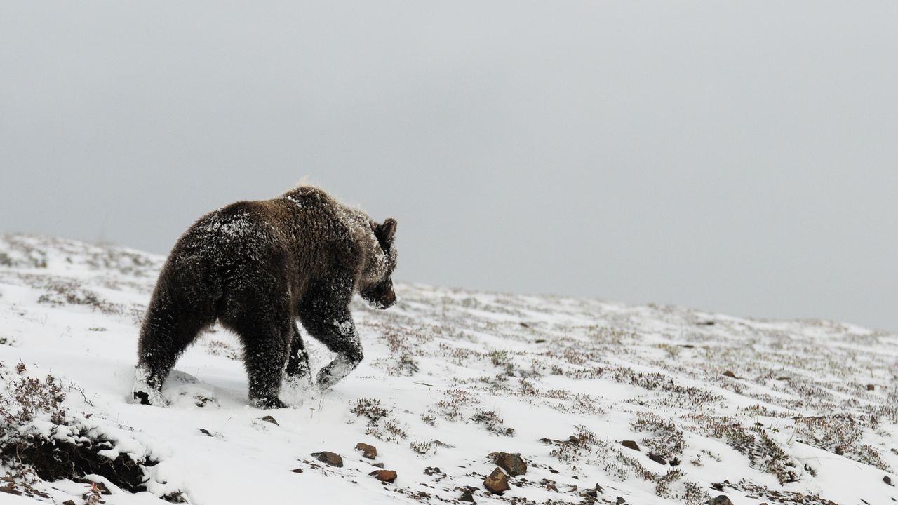 Обои медведь, гризли, зима, снег, север