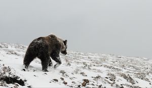 Превью обои медведь, гризли, зима, снег, север