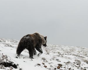 Превью обои медведь, гризли, зима, снег, север