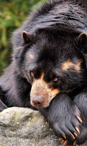 Превью обои медведь, грусть, лежать, одиночество, ожидание