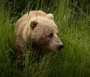 Превью обои медведь, хищник, бурый, трава