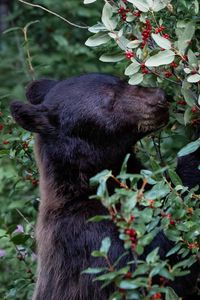Превью обои медведь, хищник, ягода, растение