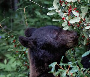 Превью обои медведь, хищник, ягода, растение