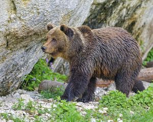 Превью обои медведь, хищник, животное, дикая природа
