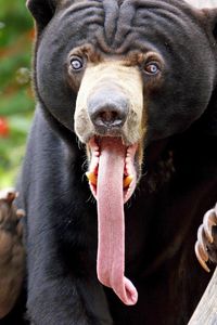 Превью обои медведь, язык, окрас, удивление, длинный язык