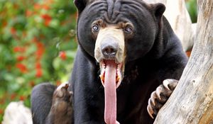 Превью обои медведь, язык, окрас, удивление, длинный язык