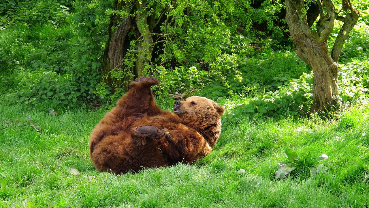 Обои медведь, игривый, трава, лежать