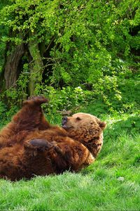 Превью обои медведь, игривый, трава, лежать