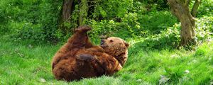 Превью обои медведь, игривый, трава, лежать