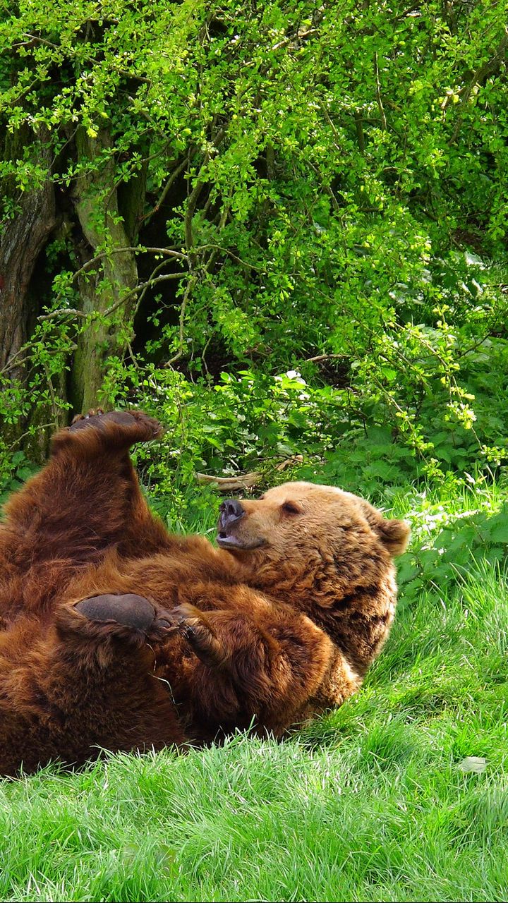 Там медведи. Медведь на Поляне. Медведь лежит. Медвежонок лежит. Медведь лежит на спине.