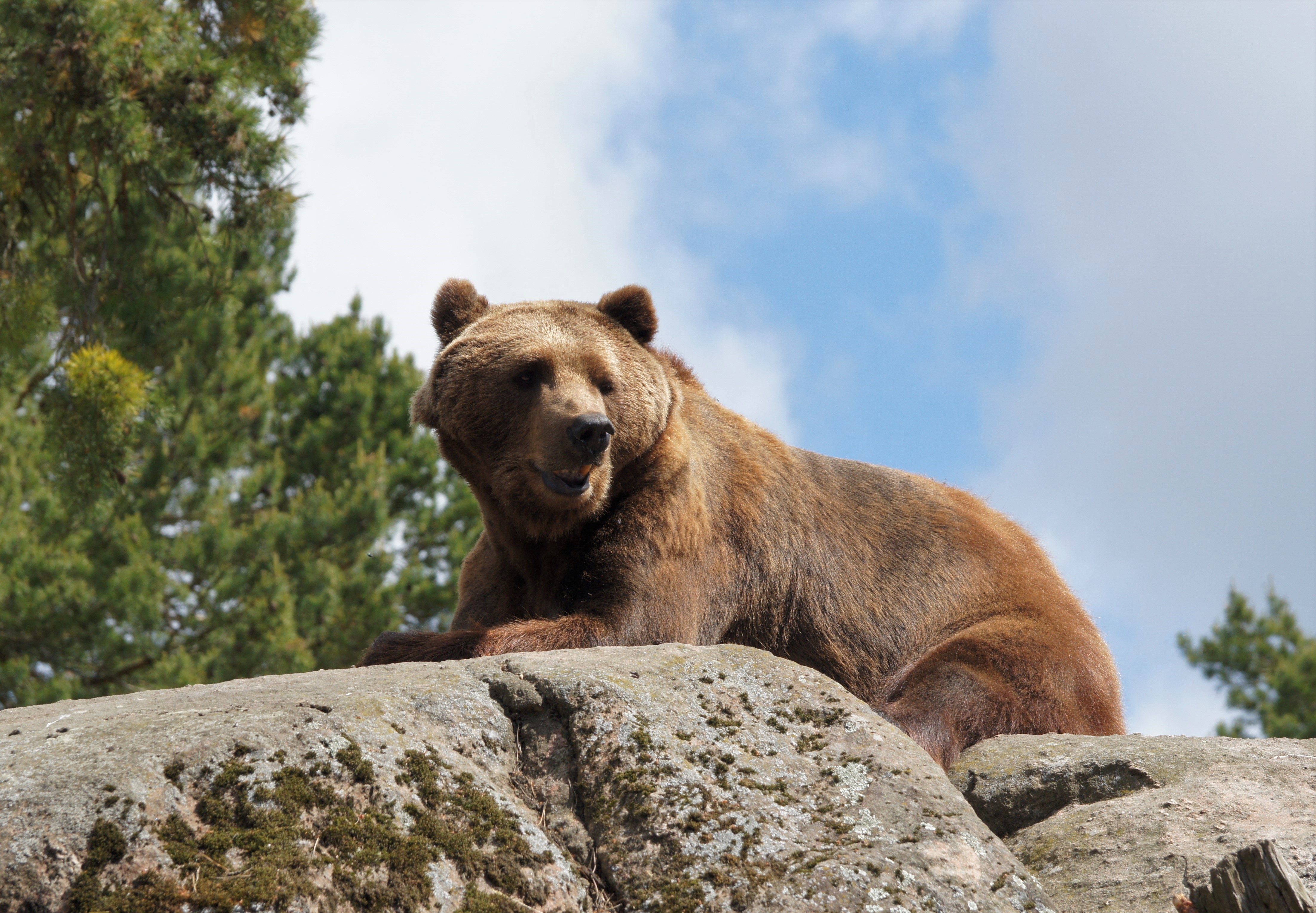 Каменный медведь. Солнечный медведь. Обои с медвежатами. Камчатский медведь на камнях. Есть я у камня у зверя