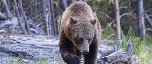 Превью обои медведь, лапа, дикое животное, животное