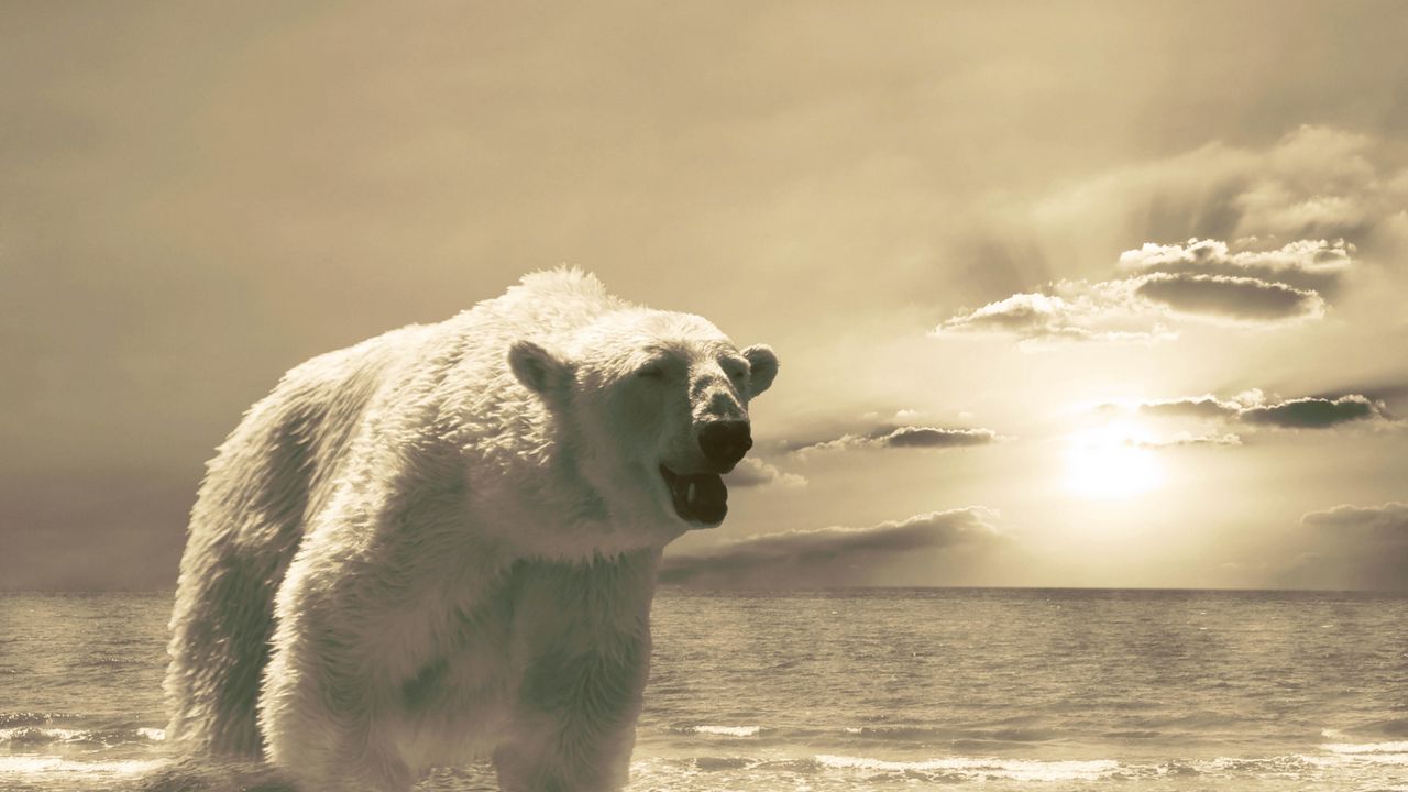 Обои медведь, лёд, океан, холод, снег, зима