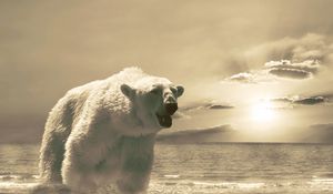 Превью обои медведь, лёд, океан, холод, снег, зима