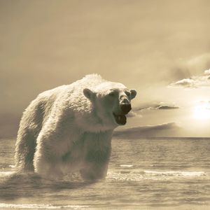 Превью обои медведь, лёд, океан, холод, снег, зима