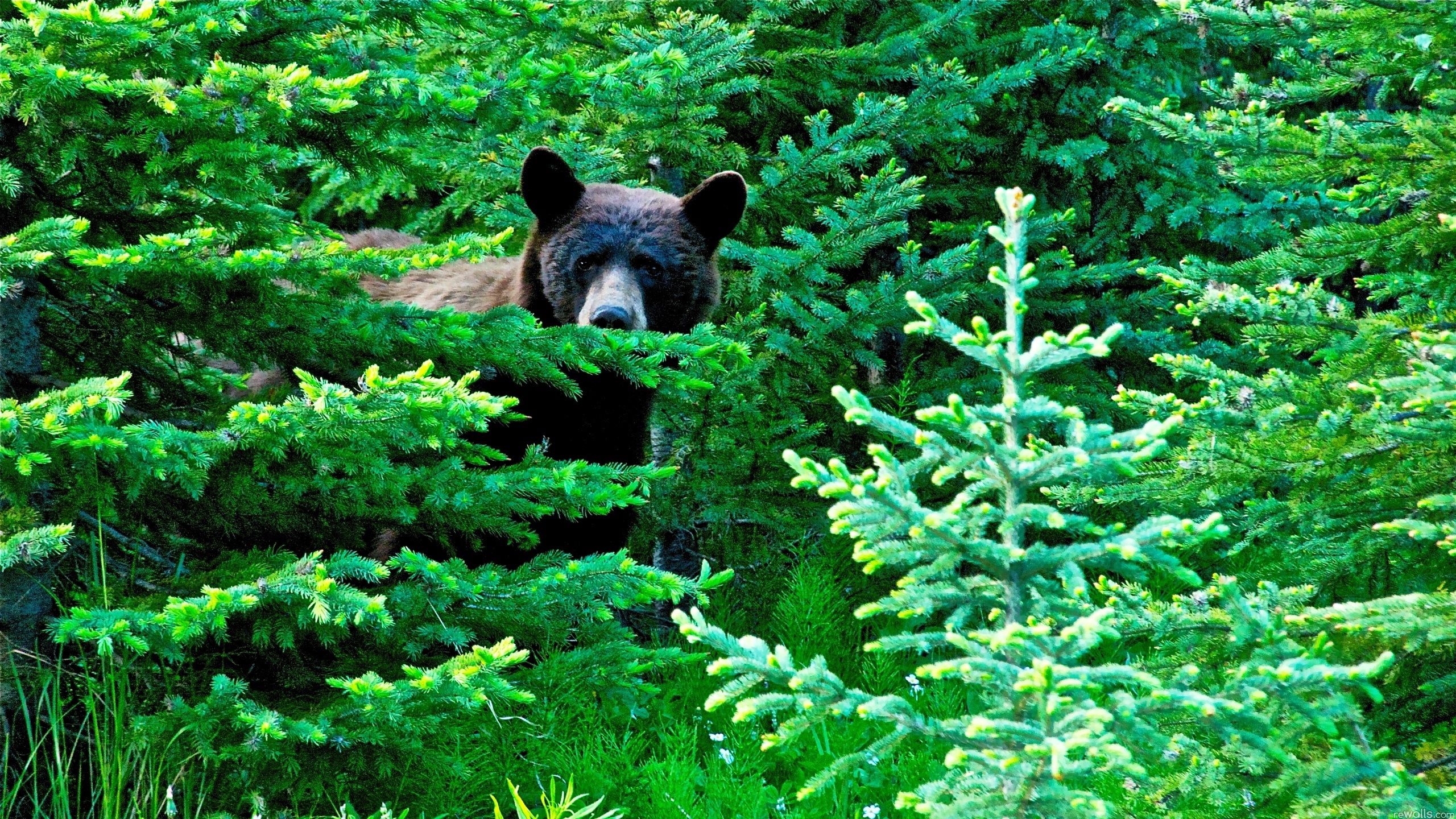 Канадский рысь бурый медведь лось бальзамическая пихта. Животные в лесу. Лес с животными. Медведь в лесу. Медведь в еловом лесу.