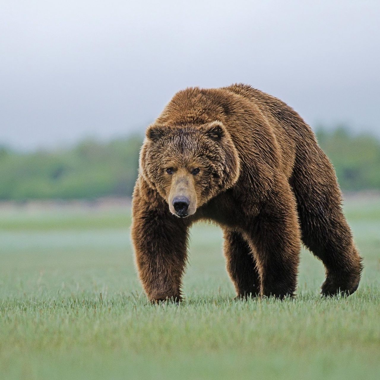 Joy Bear Pictures