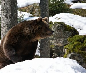 Превью обои медведь, лес, зима, снег