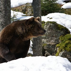 Превью обои медведь, лес, зима, снег