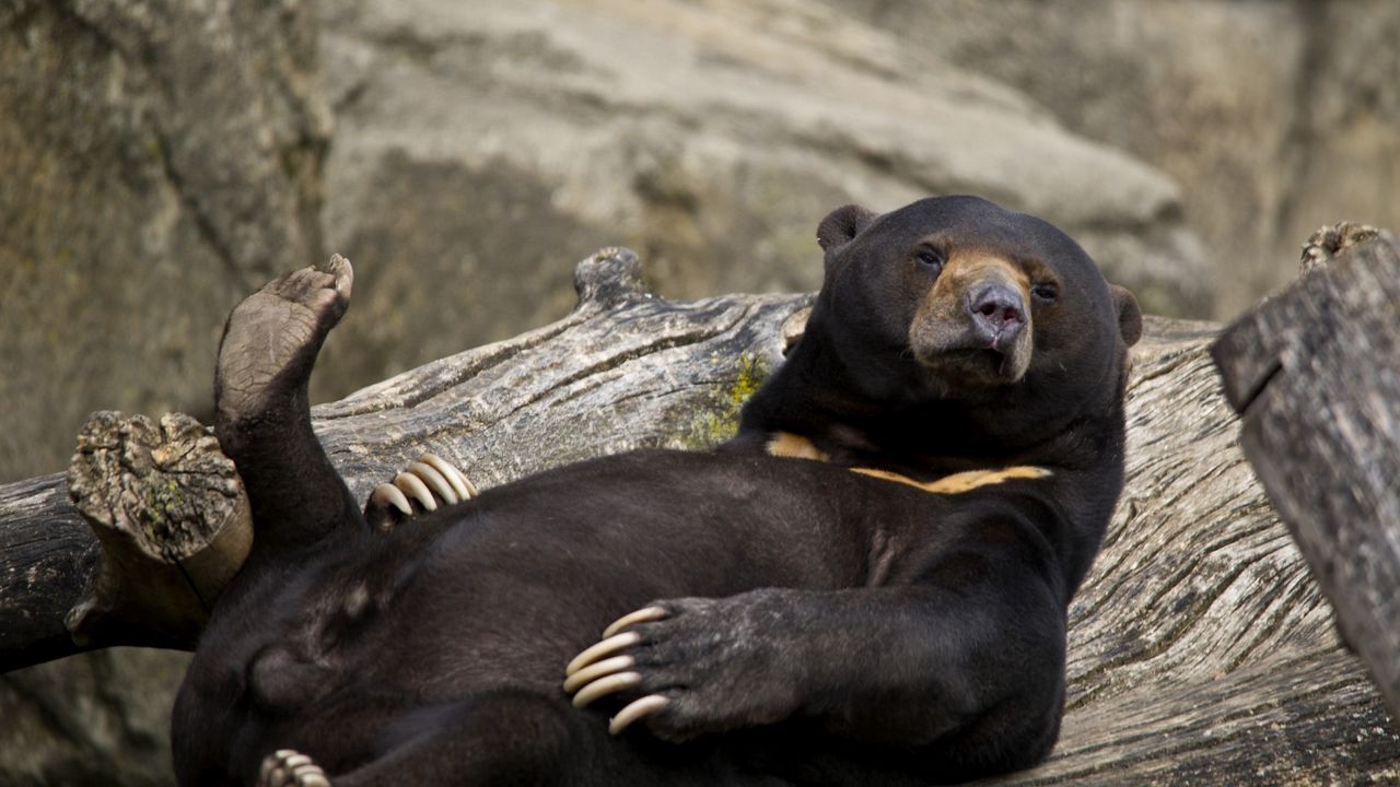 Обои медведь, лежать, прикольный, бревна
