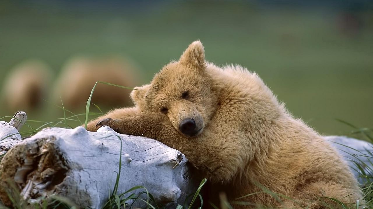 Обои медведь, лежать, трава, бревно