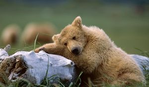 Превью обои медведь, лежать, трава, бревно
