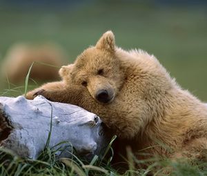 Превью обои медведь, лежать, трава, бревно