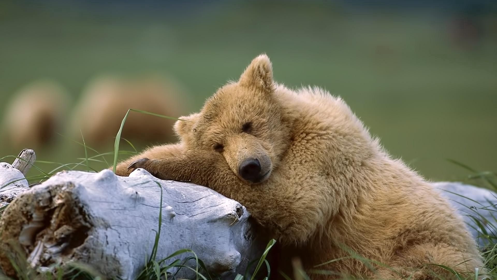 Смешной спящий медведь
