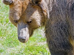 Превью обои медведь, морда, хищник, взгляд, животное