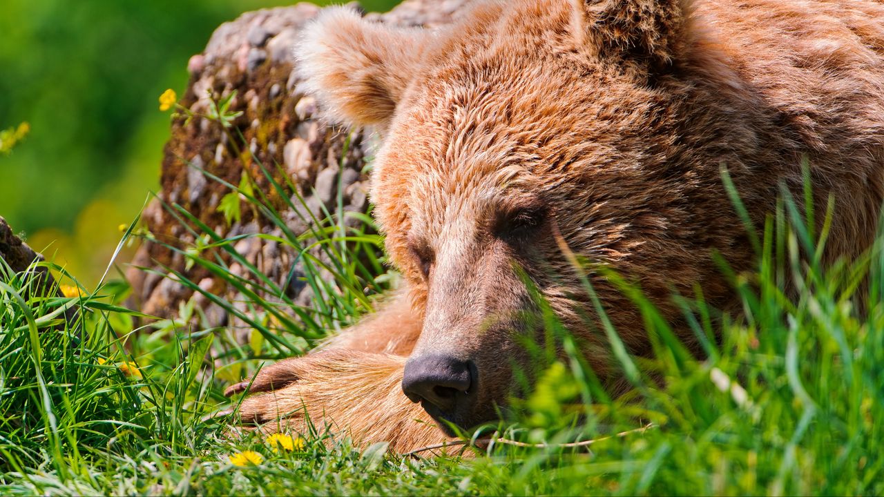 Обои медведь, морда, уставший, трава, лежать