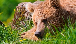Превью обои медведь, морда, уставший, трава, лежать