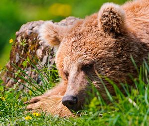 Превью обои медведь, морда, уставший, трава, лежать